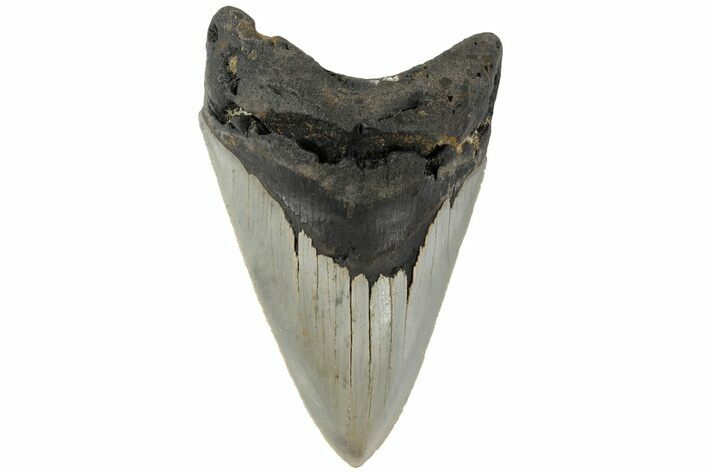 Serrated, Fossil Megalodon Tooth - North Carolina #183332